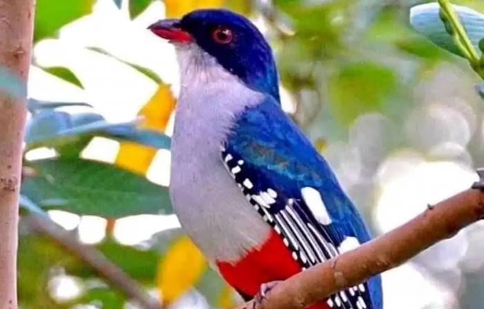 El brillo de los colores de la Patria que amamos. Foto: Archivo de Granma