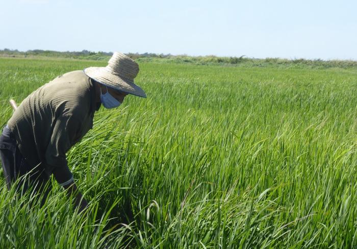  Siembra de arroz en Cuba Foto: Mailenys Oliva Ferrales 