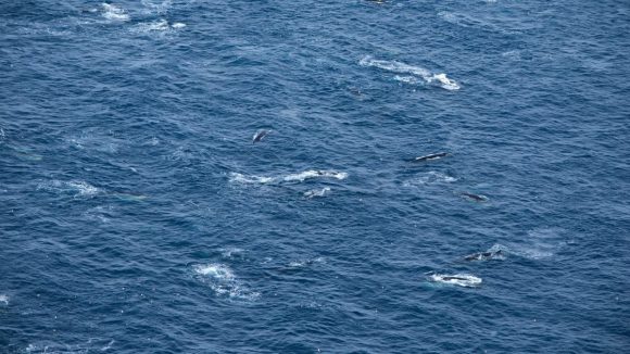 Un numeroso grupo de ballenas rorcuales en la Antártida. Foto: AFP.