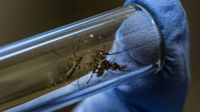 El riesgo de enfermar sigue siendo alto, pues los índices de infestación provocados por el Aedes Aegypti, continúan elevados // Foto: Reuters