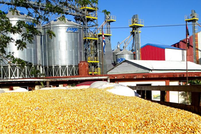 Este año, durante el pico de la cosecha de maíz, ya habían entrado a la planta de beneficio unas 3 000 toneladas de grano // Foto: Rafael Martínez Arias