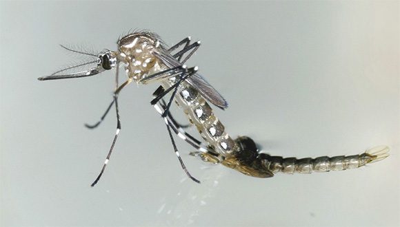 El mosquito Aedes aegypti transmite zika, además del dengue y el chikungunya// Foto: ONU Noticias