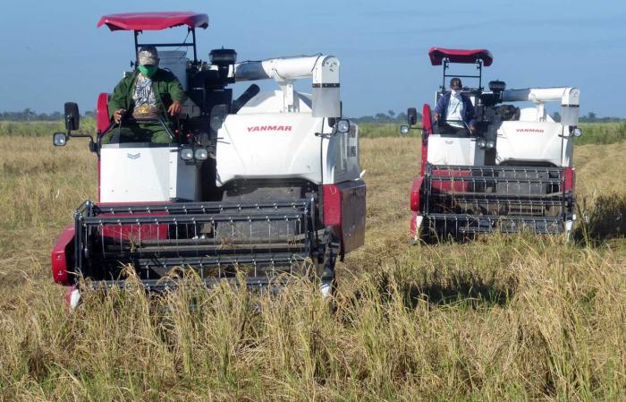 La producción de arroz en Cuba ha descendido gradualmente desde 2019. // Foto: Ronald Suárez Rivas
