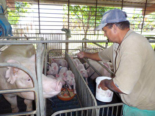 Los esfuerzos enfocados en la producción y comercialización porcina y avícola, con un destino final en el consumo poblacional, aún no han dado los resultados esperados. // Foto: Freddy Pérez Cabrera