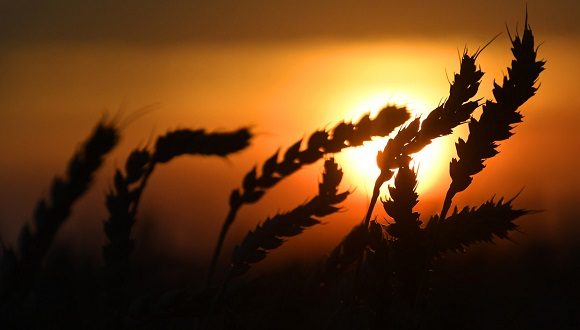 La cosecha masiva de 2022 ayuda al grano ruso a figurar entre los más baratos a nivel mundial. // Foto: Sputnik