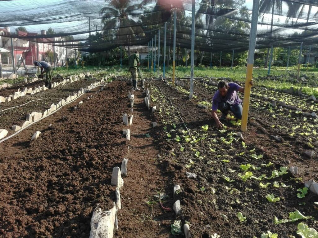 Son siete los trabajadores del organopónico // Foto Claudia Sánchez