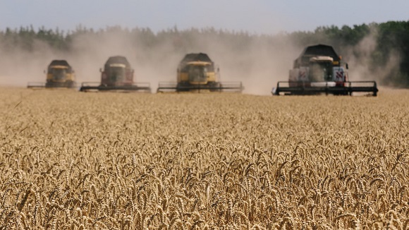 Campo de trigo. // Foto: Getty Images.