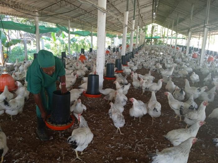 La mejor estrategia ha sido apostar por la elaboración de una base alimentaria que no dependa de importaciones o de la disponibilidad de otros piensos que en el país se destinan a la producción avícola. // Foto: Mailenys Oliva Ferrales