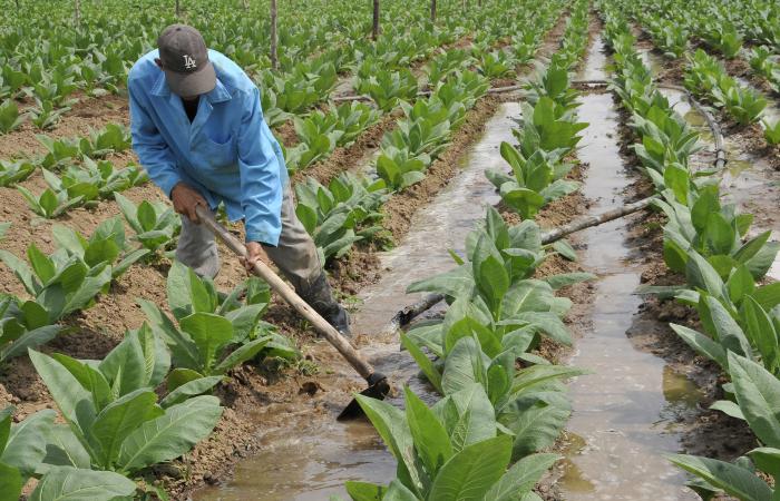 Con la Reforma Agraria se les ponía fin al latifundismo, a la explotación extranjera y al desalojo bárbaro. // Foto: Ismael Batista Ramírez