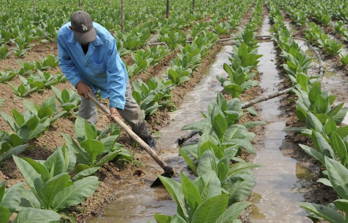  Con la Reforma Agraria se les ponía fin al latifundismo, a la explotación extranjera y al desalojo bárbaro. // Foto: Ismael Batista Ramírez 