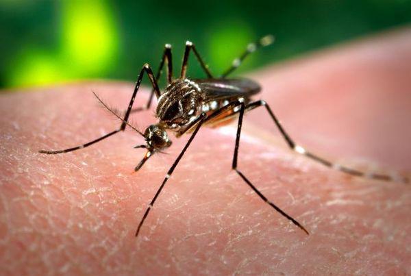  Mosquito Aedes Aegypti // Foto: AFP 