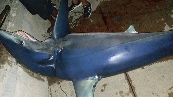Usuarios reportan en redes sociales la captura este sábado 1ero de julio de un tiburón en el área de La Punta del malecón habanero. // Foto: Facebook.