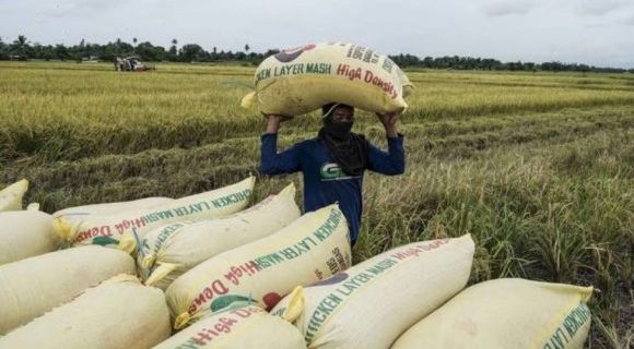 Arroz recién cosechado en Filipinas. // Foto: Bloomberg Línea