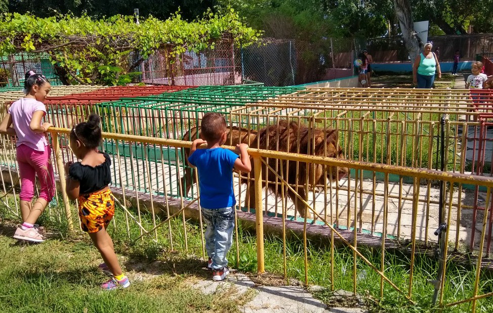 El león es atractivo para los más pequeños que visitan el Parque Zoológico de Manzanillo // Foto: Denia Fleitas Rosales