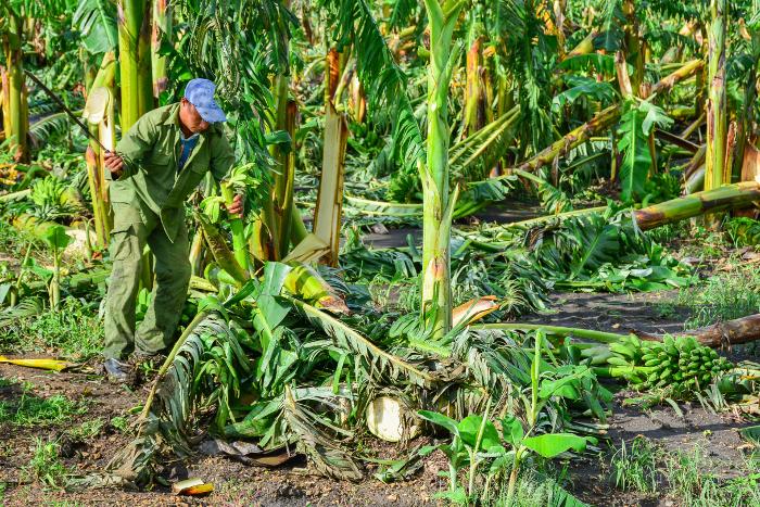 En la agricultura, cosechar es la tarea más importante, para no perder lo cultivado. // Foto: Leandro Pérez Pérez