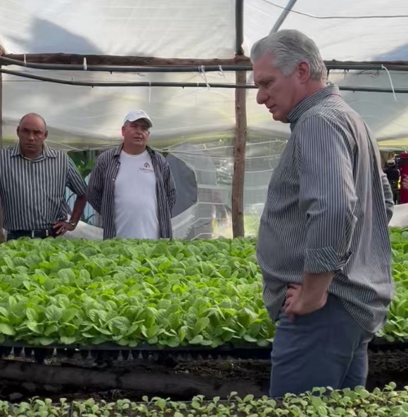 En la finca el tabaco es el producto líder. // Foto: Presidencia Cuba/ Twitter.