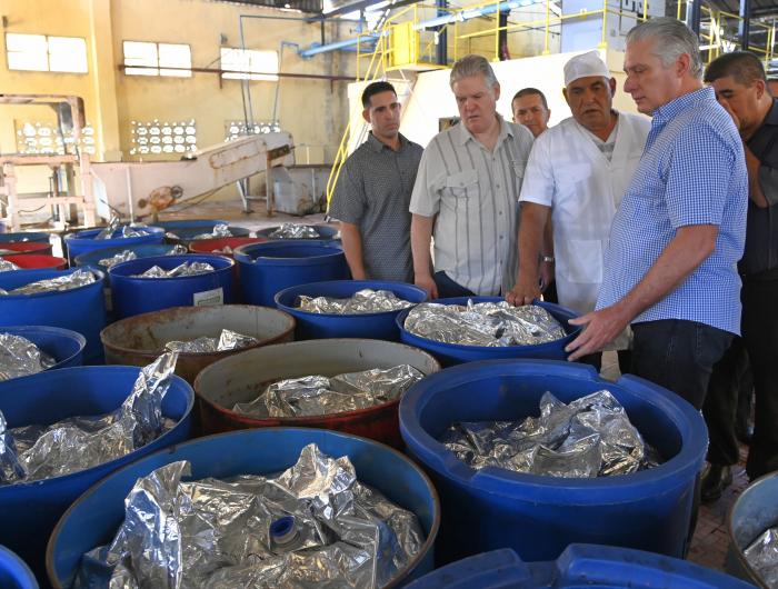  Díaz-Canel también recorrió la UEB Turquino, de la empresa local de conservas, donde conoció sobre los encadenamientos productivos con agricultores, principalmente de guayaba. // Foto: Estudios Revolución 