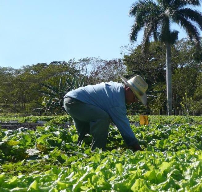  La falta de financiamiento ha afectado la adquisición de insumos para garantizar la producción de alimentos. // Foto: Freddy Pérez Cabrera 