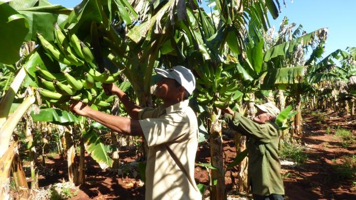 Que exista un impacto real en el incremento de la oferta de alimentos será el indicador fundamental para medir la efectividad de la Ley de Soberanía Alimentaria y Seguridad Alimentaria y Nutricional. // Foto: Julio Martínez Molina