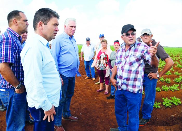  Los planes crecientes de la Empresa Agropecuaria La Cuba prevén cultivar unas 3 000 hectáreas de plátano hasta 2030. // Foto: Estudios Revolución 