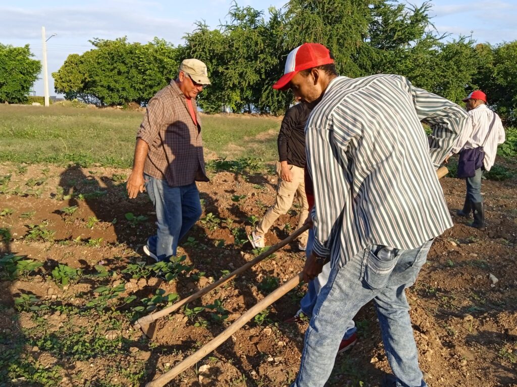 Trabajo voluntario en el organopónico El Ranchón // Foto Cruz Ferrer