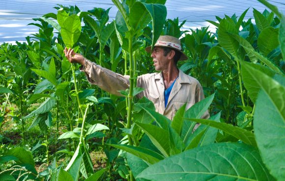 Pinar del Río, tierra del mejor tabaco. Foto: Marcelino Vázquez Hernández.