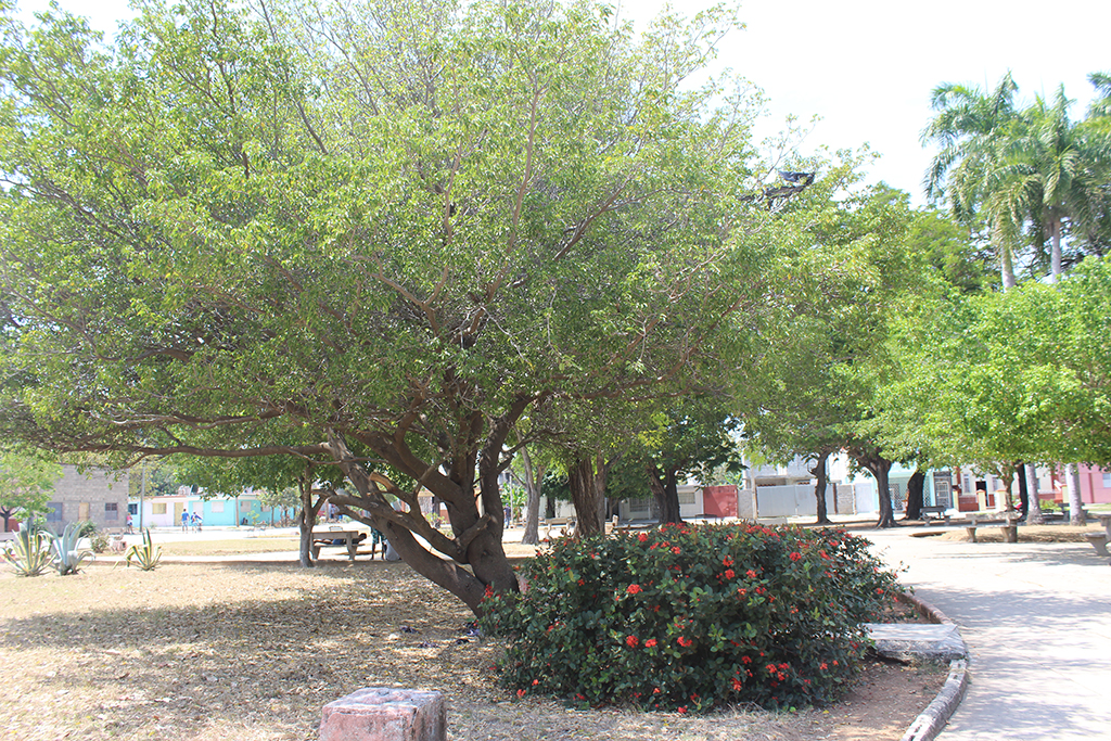 En el parque Vallespín se encuentra un ejemplar del árbol del manzanillo, que dio nombre al municipio. // Foto: Marlene Herrera