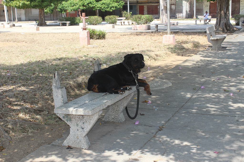 A pesar del descuido que muestra en la actualidad es un lugar apropiado para descansar a la sombra de los frondosos árboles. // Foto: Marlene Herrera
