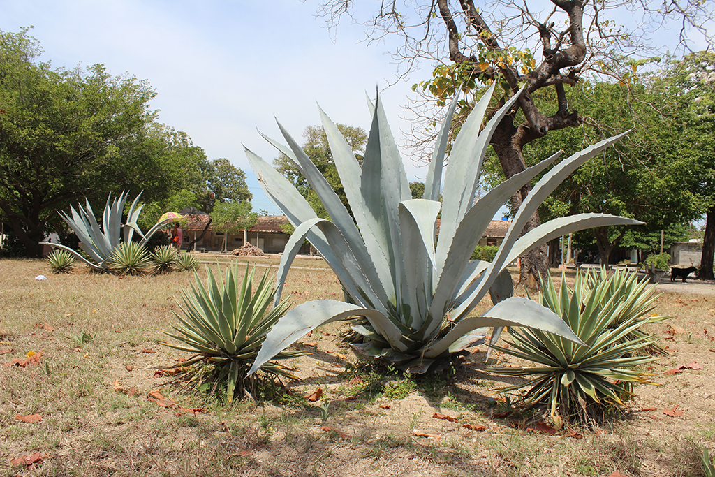 Sólo unas pocas plantas sobreviven a la acción de las personas y la falta de riego. // Foto: Marlene Herrera