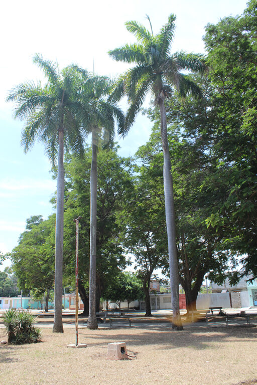 Entre los árboles del parque destacan tres palmeras. // Foto: Marlene Herrera