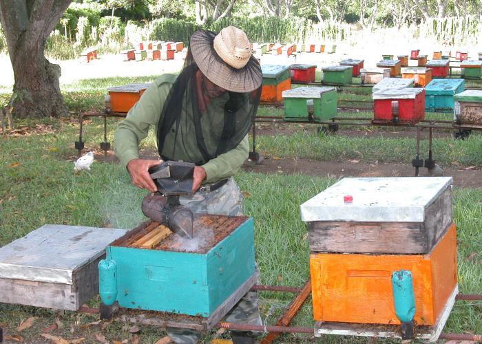 La apicultura ecológica en Granma se desarrolla en 10 municipios y está distribuida en 382 apiarios. // Foto: Tomada de La Demajagua