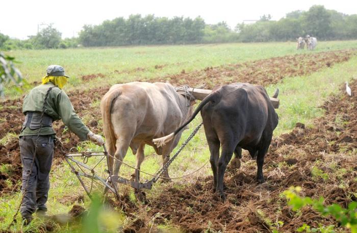 Hasta el mes de marzo se contrataron 188 197 productores, apenas el 50 % del total de tenentes de tierra que existen en el país. Foto: Leonel Escalona Furones