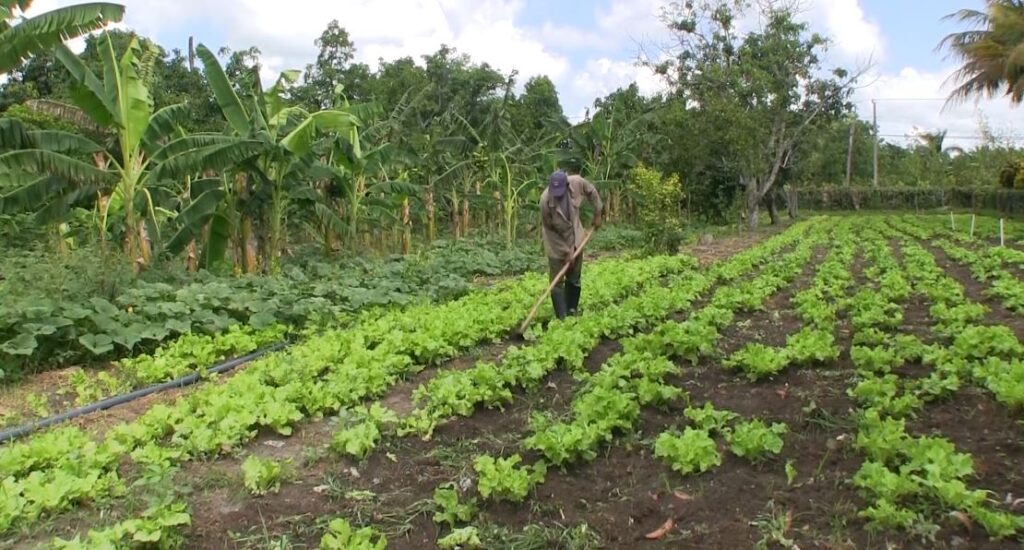 La finca Margot se sustenta con agricultura sostenible. Foto: Rafael Cruz/Telecubanacán.