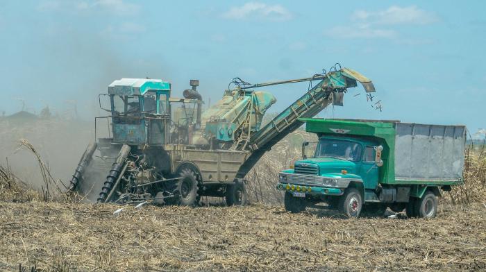 En la producción cañera existen problemas subjetivos; hay cosas que no se hacen y que no dependen de recursos. Foto: José Manuel Correa