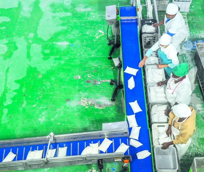 Al cierre del mes de marzo, se había acopiado el 70,3 % de la leche contratada a los productores para la industria. Foto: José M. Correa
