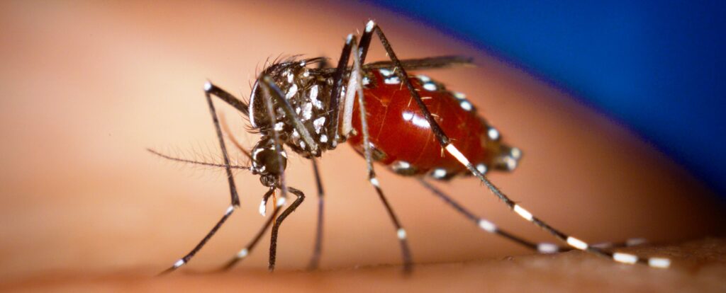 An Aedes albopictus female mosquito feeds on a human blood meal.
Photo by James Gathany, Centers for Disease Control and Prevention