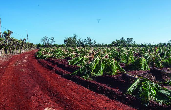 La mayor afectación en Artemisa está en los cultivos de plátano y de yuca. Foto: Dunia Álvarez Palacios