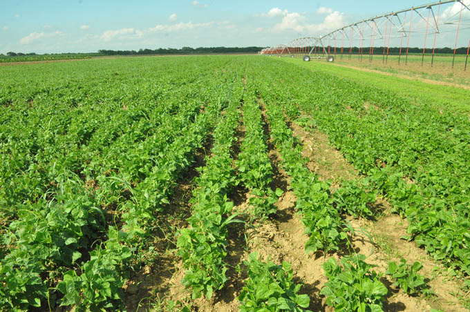 En tierras de dos Ubpc ubicadas en Veguitas, en Yara crecerán las plantaciones de papas. FOTO/ Rafael Martínez Arias