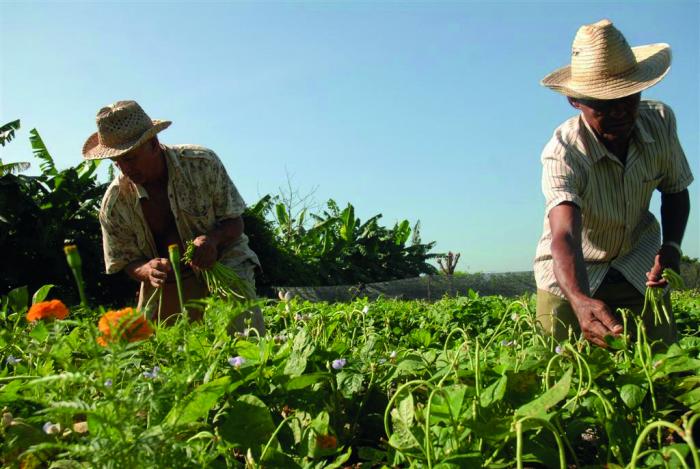 La Ley de Soberanía Alimentaria y Seguridad Alimentaria y Nutricional favorece el cumplimiento de las acciones, indicadores y metas contemplados en ese objetivo del Programa de Gobierno. Foto: Archivo de Granma