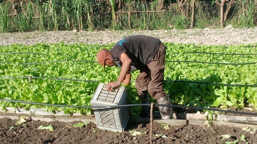 Uno de los obreros del Organopónico El Instituto en plena cosecha de lechuga, perteneciente a la Unidad Empresarial de Base de la Agricultura Urbana SubUrbana y familiar de Manzanillo // Foto: Rafael González Castro.