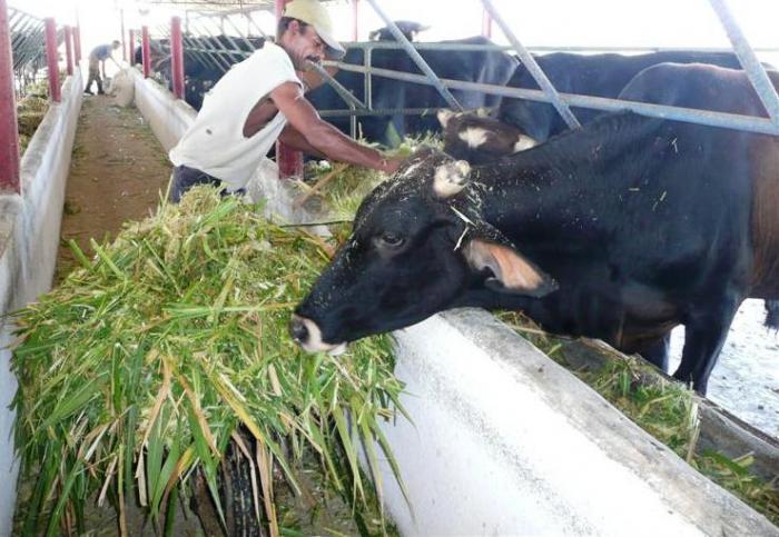  La tendencia a la disminución de la masa ganadera y las acciones para revertirla estuvieron entre los temas abordados. Foto: Freddy Pérez Cabrera 