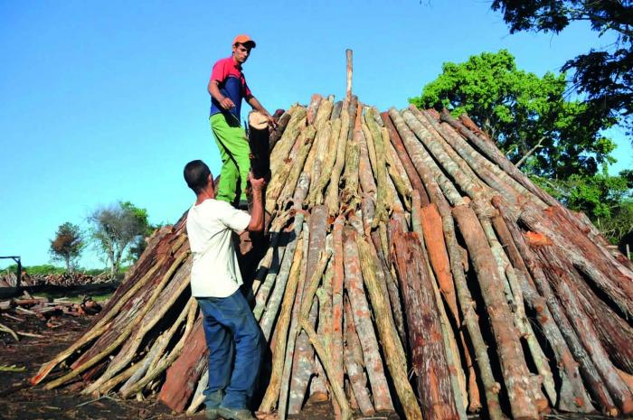  Entre las prioridades para 2026 está el cumplimiento de los rubros exportables como el carbón vegetal. Foto: Julio Martínez Molina 