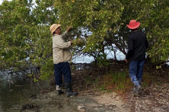 Foto: Proyecto Mi costa Manzanillo