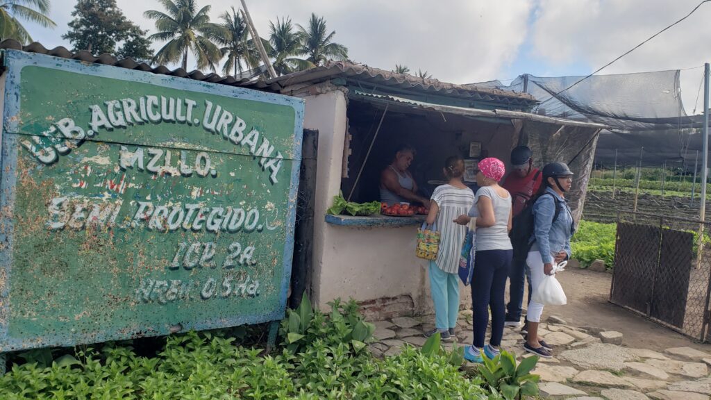 Organopónico ICP A2 ubicado en el reparto Camilo Cienfuegos// foto Lilian Salvat Romero 