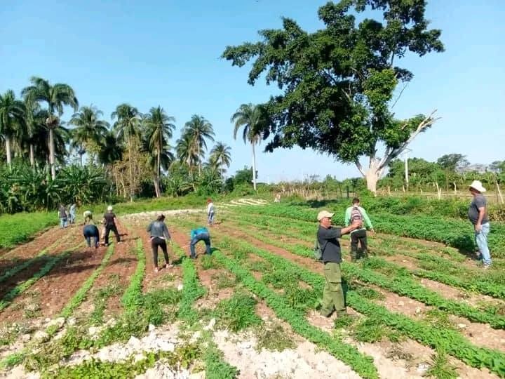 Foto: Enmanuel Fajardo, Delegado de la Agricultura en Manzanillo (Facebook)