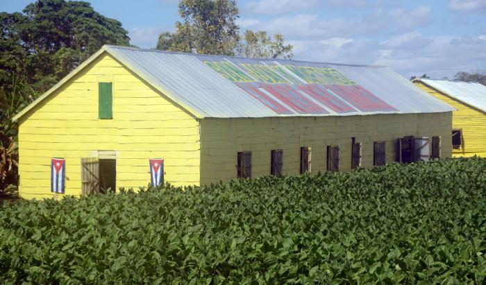  Pinar del Río aporta alrededor del 70% del tabaco que se cosecha en el país. Foto: Ismael Batista Ramírez 