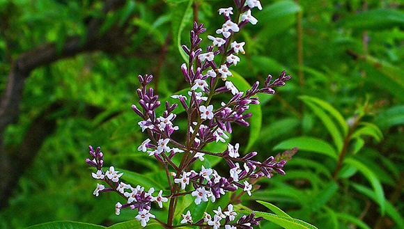 Aloysia citrodora o yerbaluisa. Se le reconocen varias propiedades farmacológicas, incluyendo sus actividades antiespasmódica, antibacteriana, carminativa, sedante suave, expectorante, febrífuga, pectoral y emenagoga. // Foto ilustrativa 
