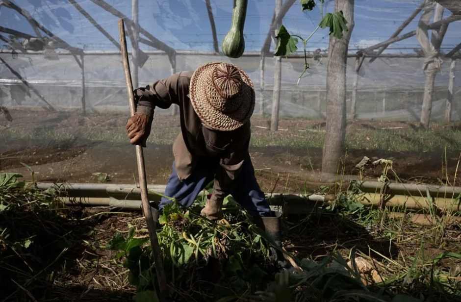 La administración Trump ya cortó el acceso de Cuba al petróleo. Ahora intenta matar de hambre al pueblo cubano, apuntando a la capacidad del país para cultivar, procesar e importar alimentos, a menos que le compre a corporaciones estadounidenses.